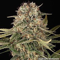 Master Kush Regular Seeds