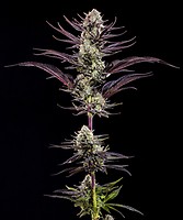 Thin Mint Frosting F1 Feminised Seeds
