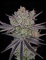 Papaya Sour Spritz Feminised Seeds
