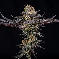 King Of Kings (Julian Marley) Feminised Seeds