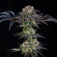 Julian Marley Special Feminised Seeds