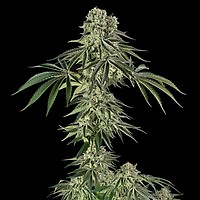 Jamaican Mountain (Julian Marley) Feminised Seeds