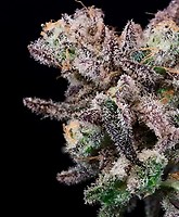 Purple Punch x Oreoz Feminised Seeds - BULK x 100