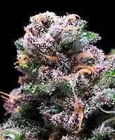 Purple Punch x Blue Dream Feminised Seeds - BULK x 100