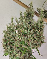 Papua New Guinea Regular Seeds