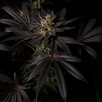 Black Mamba #42 Feminised Seeds
