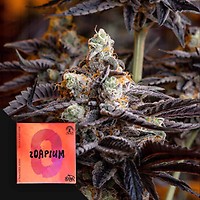 Zoapium Feminised Seeds