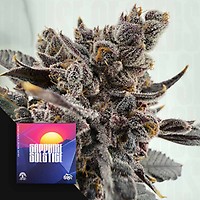 Sapphire Solstice Feminised Seeds