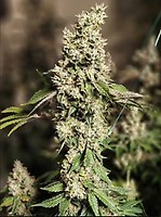 Z Cut RBX2 Feminised Seeds