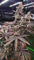 Strawzilla Feminised Seeds