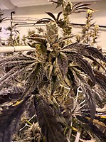 Prime Lime Feminised Seeds