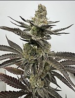 Melt Mode Feminised Seeds