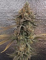 Color Theory Feminised Seeds