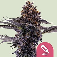 Permanent Marker Feminised Seeds