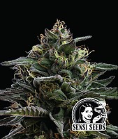 Purple Berry Muffinz Feminised Seeds