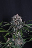 Lemon Cherry Sundae Auto Feminised Seeds