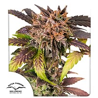 GrapefruitZ Auto Feminised Seeds