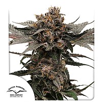 Slush Mint Cake Auto Feminised Seeds