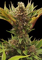 SWAG MDC Regular Seeds