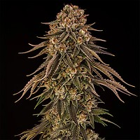 Tropical Velvet CBD Fast Feminised Seeds