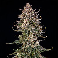 Triangle Kush Auto Feminised Seeds