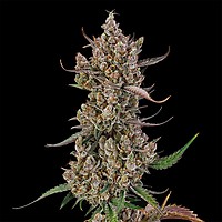 Rainbow Breath Auto Feminised Seeds