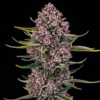 Purplenade XXL Auto Feminised Seeds