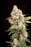 Sour Candy Smash Feminised Seeds