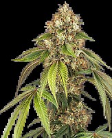 Sensi True Blood Feminised Seeds