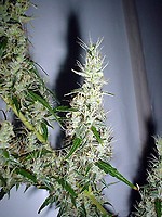 Mango Haze Regular Seeds - 18