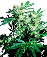 Skunk Kush Régulier Graines - 10