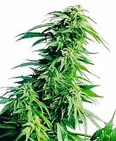 Hindu Kush Regular Seeds - 10