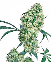 Ed Rosenthal Superbud Regular Seeds - 10