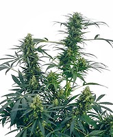 Guerrilla's Gusto Regular Seeds - 10