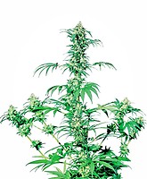 Early Girl Regular Seeds - 10