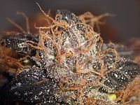 Purple Bud Régulière Semences - Bulk x 100