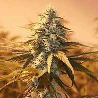 AK48 Feminised Seeds - 5