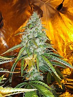 Original Sour Diesel Féminisée Graines - 6