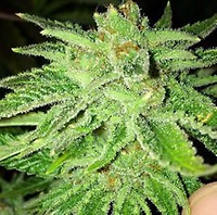 Strawberry OG Féminisée Graines - 6