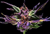 Ken's Original GDP (Grand Daddy Purple) Féminisée Graines - 5