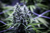 Blue Dream Féminisée Semences - BULK x 100