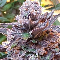 Purple Strawberry Bliss Feminised Seeds - 5