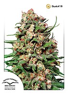 Skunk #1 Régulière Semences - 10