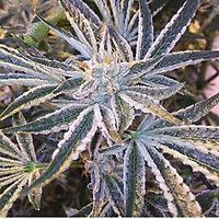 Fruit Tree Feminised Seeds (Gold Collection) - 6