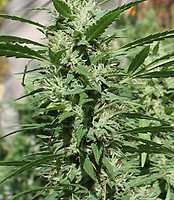 Super Silver Haze Féminisée Semences - BULK x 100