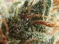 Gelato Auto Féminisée Semences - BULK x 100