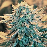 B-52 Feminised Seeds - 5