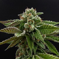 Alien Rock Candy Feminised Seeds Bulk x 100