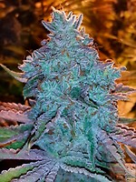 Girl Scout Cookies Auto Féminisée Graines - 6