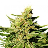 Strawberry Haze Auto Féminisée Semences - BULK x 100